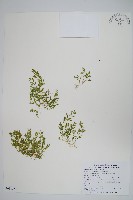 藏品(膜葉卷柏)的圖片