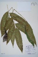 藏品(細柄雙蓋蕨)的圖片
