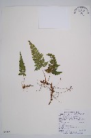 藏品(假蹄蓋蕨、東洋蹄蓋蕨)的圖片