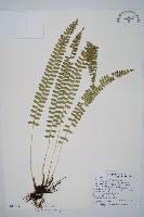 藏品(對生耳蕨)的圖片