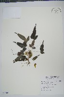 藏品(岩鳳尾蕨)的圖片