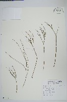 藏品(松葉蕨)的圖片