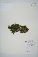 藏品(團扇蕨)的圖片