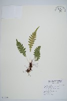 藏品(雉尾烏毛蕨)的圖片