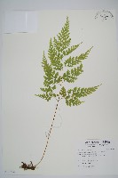 藏品(大膜蓋蕨)的圖片