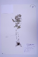 藏品(尖葉鐵角蕨)的圖片