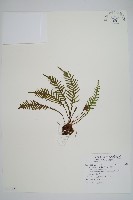 藏品(蒿蕨)的圖片