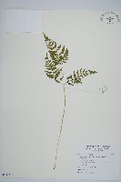 藏品(細裂羽節蕨)的圖片