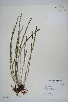 藏品(姬書帶蕨)的圖片