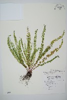 藏品(方柄陵齒蕨)的圖片