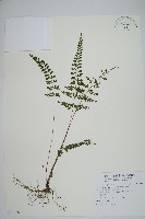 藏品(海島鱗始蕨)的圖片