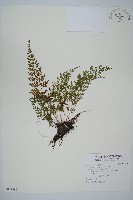 藏品(烏蕨)的圖片