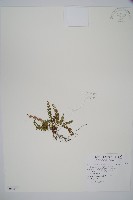 藏品(玉山耳蕨)的圖片