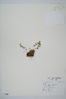 藏品(岡本氏岩蕨)的圖片