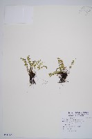 藏品(綠柄鐵角蕨)的圖片