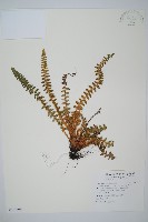 藏品(杜氏耳蕨)的圖片