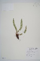 藏品(麗江耳蕨)的圖片