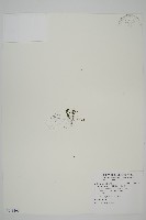 藏品(姬鐵角蕨)的圖片