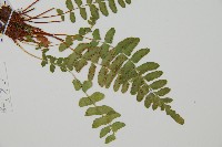 藏品(岩蕨)的圖片