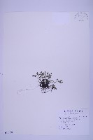 藏品(銀杏葉鐵角蕨)的圖片