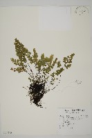 藏品(深山鐵線蕨、月芽鐵線蕨)的圖片