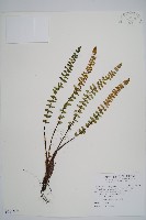 藏品(高山耳蕨)的圖片