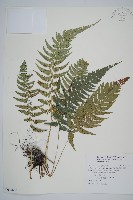 藏品(馬祖耳蕨)的圖片