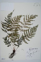 藏品(山蹄蓋蕨)的圖片