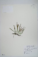 藏品(擬芨瓦葦)的圖片