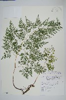 藏品(高山金粉蕨)的圖片