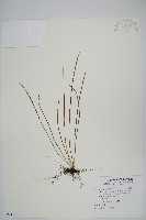 藏品(二條線蕨)的圖片