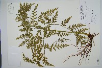 藏品(阿里山蕨萁)的圖片