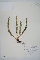 藏品(芽胞耳蕨、芽孢耳蕨)的圖片