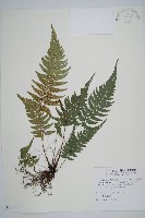 藏品(馬祖耳蕨)的圖片