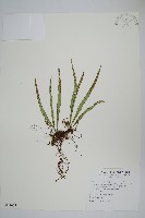藏品(擬芨瓦葦)的圖片