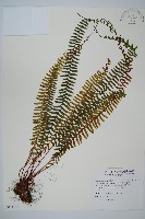 藏品(岩穴蕨)的圖片