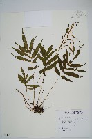 藏品(華中瘤足蕨)的圖片