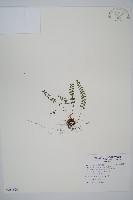 藏品(玉山耳蕨)的圖片