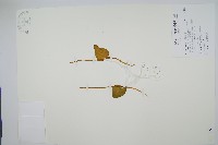 藏品(高山瓶爾小草、鈍頭瓶爾小草)的圖片