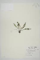 藏品(縮羽鐵角蕨)的圖片