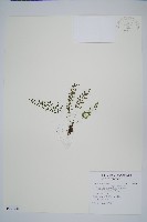 藏品(小葉鐵角蕨)的圖片