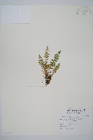 藏品(岩蕨)的圖片