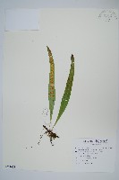 藏品(玉山瓦葦)的圖片