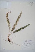 藏品(擬芽孢耳蕨)的圖片