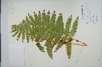 藏品(絨假紫萁、台灣絨假紫萁)的圖片