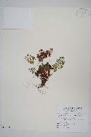 藏品(高山珠蕨)的圖片