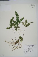 藏品(鈍齒鱗始蕨)的圖片