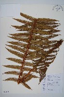 藏品(瓦氏鱗毛蕨)的圖片