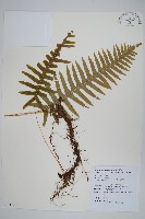 藏品(阿里山水龍骨)的圖片