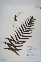 藏品(箭葉水龍骨、擬水龍骨)的圖片